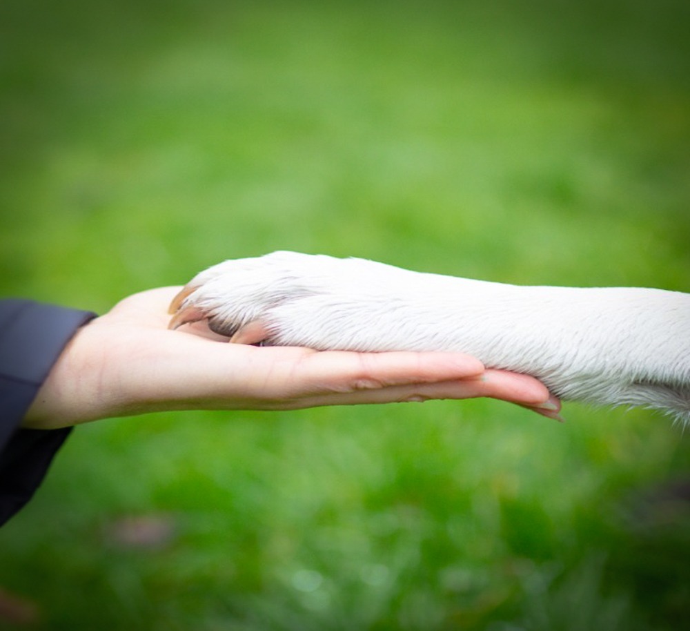Seelenfreund Tierbestattung: Wir reichen dir die Hand und Pfote. Kontaktiere uns.